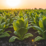 Maridaje con Puros Mexicanos: Cómo Combinar Sabores con Café, Mezcal y Más